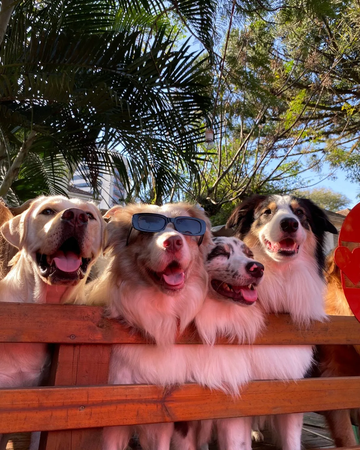 Estrutura do hotel Pet Spot
