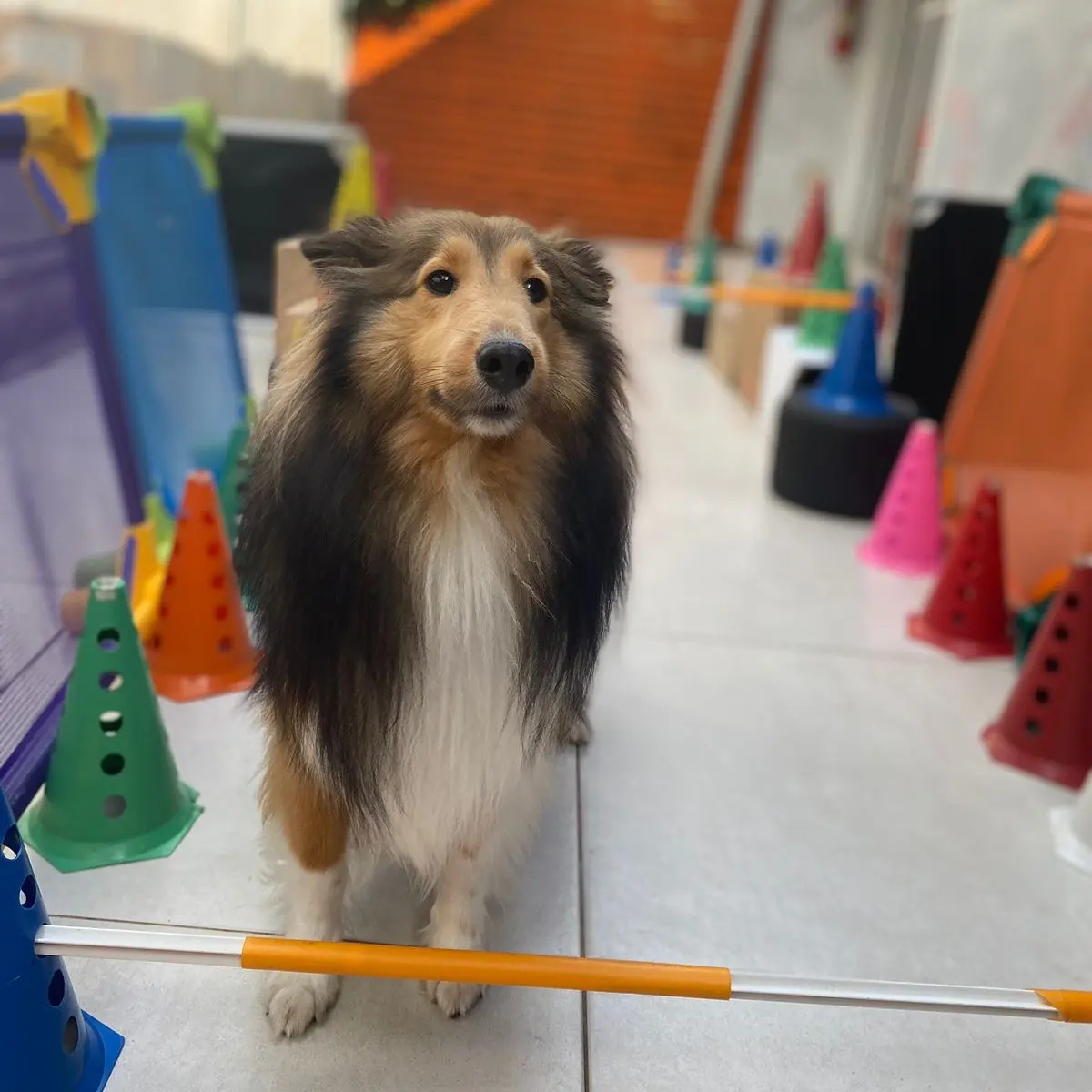 Estrutura do hotel Pet Spot