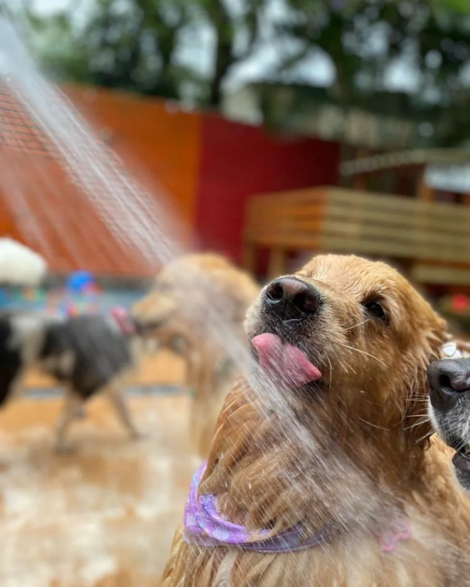 Estrutura do hotel Pet Spot